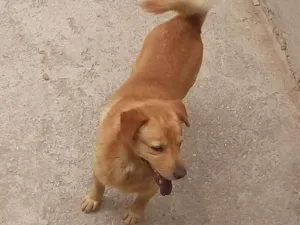 Cachorro raça akita com vira lata idade 3 anos nome mago