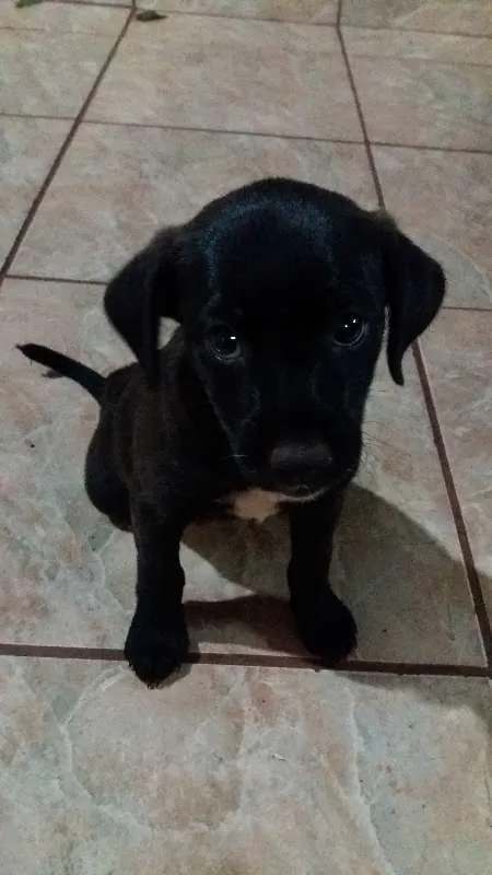 Cachorro ra a Vira Lata idade Abaixo de 2 meses nome Sem Nome