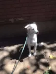 Diva
