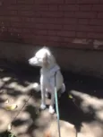 Diva