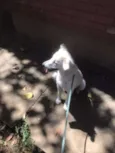 Diva