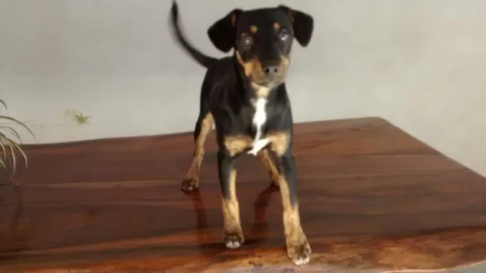 Cachorro raça Srt idade 2 a 6 meses nome Scoby