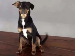 Cachorro raça Srt idade 2 a 6 meses nome Scoby