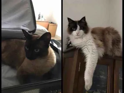 Gato raça Sialatas idade 4 anos nome CHICO E KEKEU