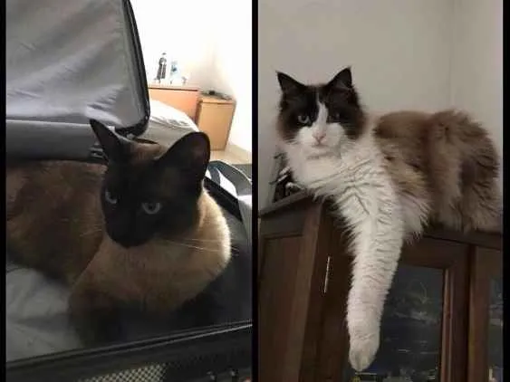 Gato ra a Sialatas idade 4 anos nome CHICO E KEKEU