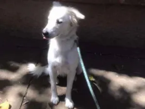 Cachorro raça SRD idade 7 a 11 meses nome Diva