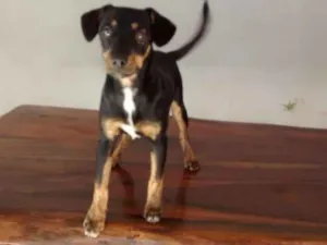 Cachorro raça SRD idade 2 a 6 meses nome Scoby