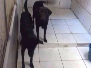 Cachorro raça Labrador com vira lata idade 3 anos nome Duck e bolt