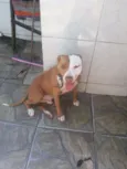 Pirata