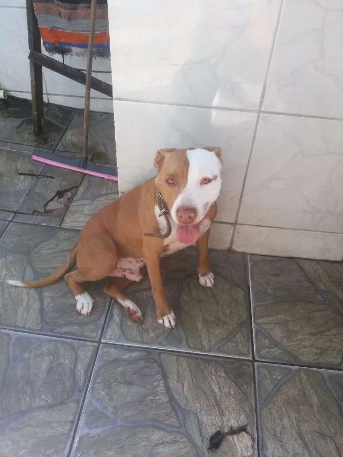 Cachorro ra a Pitbull idade 3 anos nome Pirata