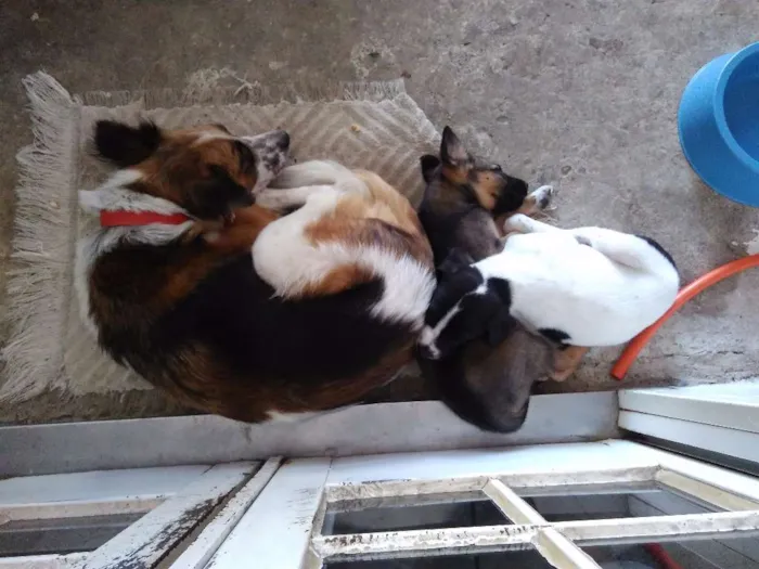 Cachorro ra a vira lata idade 2 a 6 meses nome Albino e Jorge