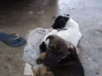 Albino e Jorge