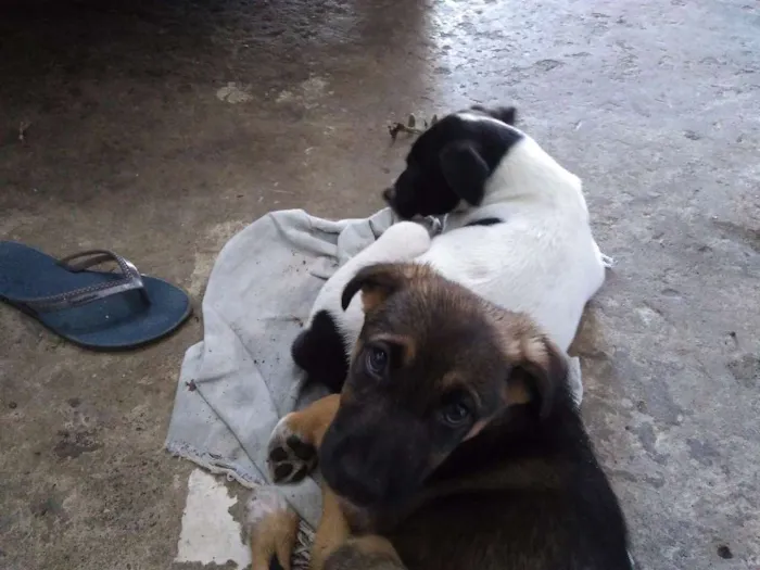Cachorro ra a vira lata idade 2 a 6 meses nome Albino e Jorge