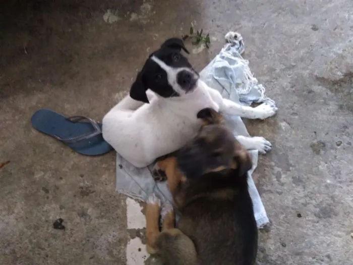 Cachorro ra a vira lata idade 2 a 6 meses nome Albino e Jorge