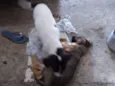 Albino e Jorge