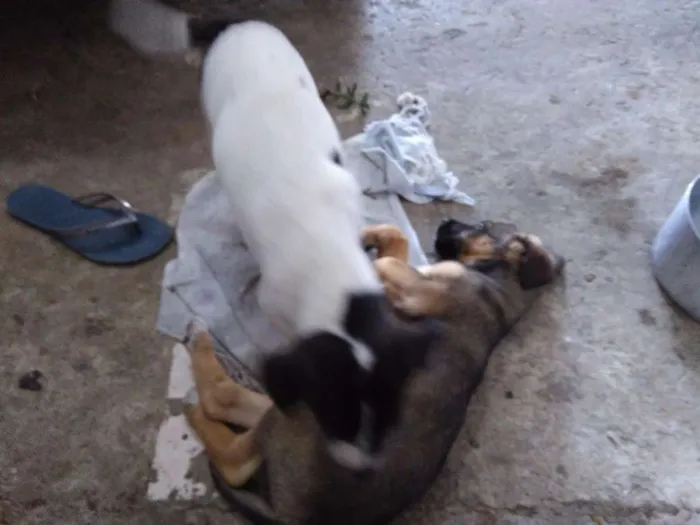 Cachorro ra a vira lata idade 2 a 6 meses nome Albino e Jorge