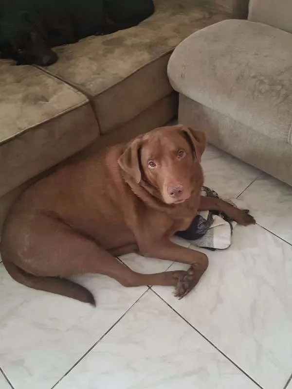 Cachorro ra a Labrador idade 6 ou mais anos nome Spike
