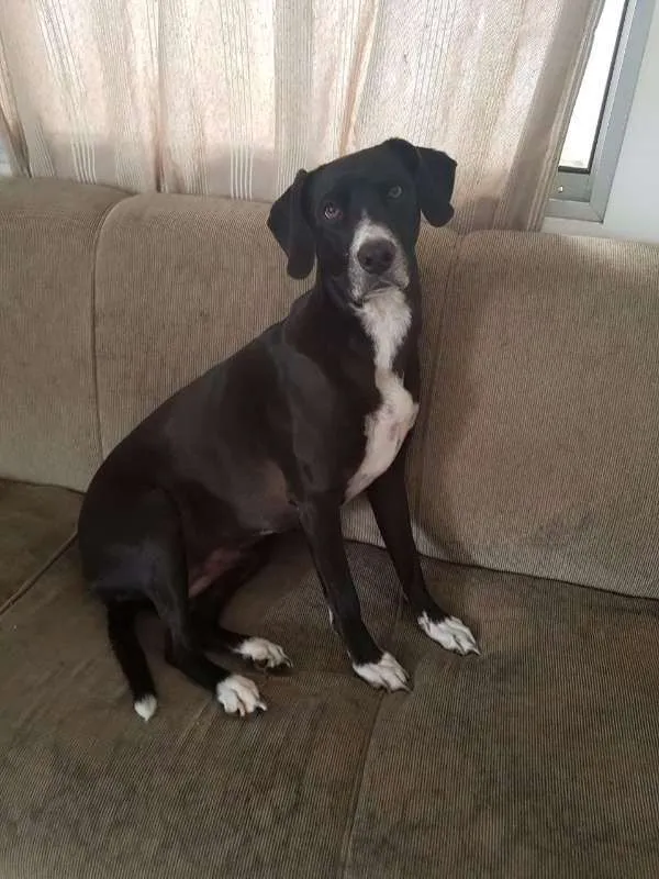 Cachorro ra a Vira Lata idade 5 anos nome Mel