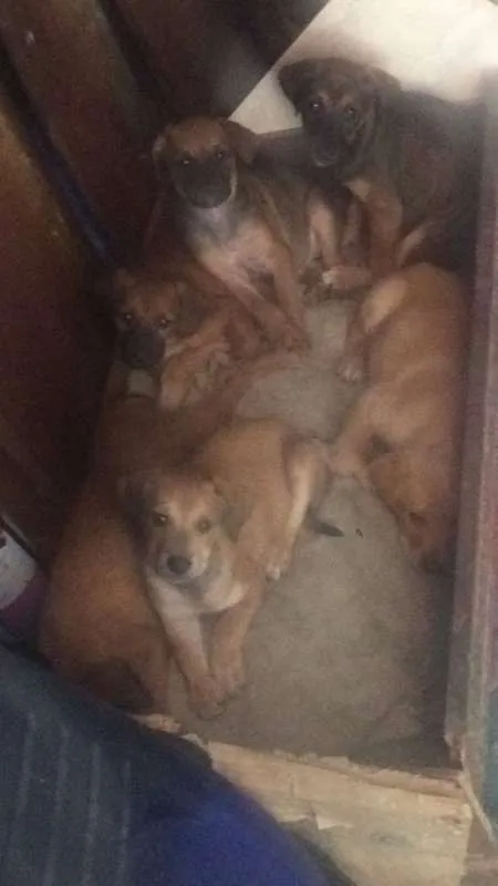 Cachorro raça vira lata idade 2 a 6 meses nome sem nome