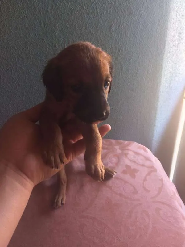 Cachorro raça vira lata idade 2 a 6 meses nome sem nome