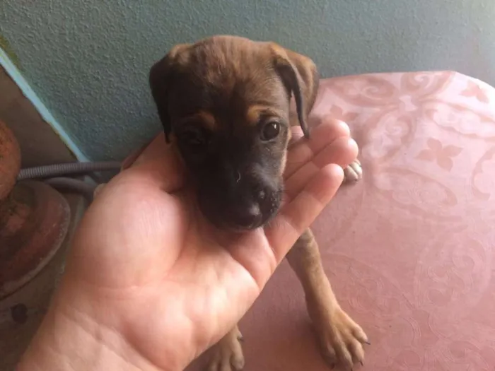 Cachorro raça vira lata idade 2 a 6 meses nome sem nome