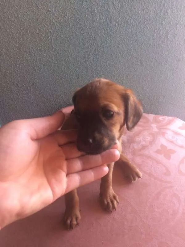 Cachorro raça vira lata idade 2 a 6 meses nome sem nome