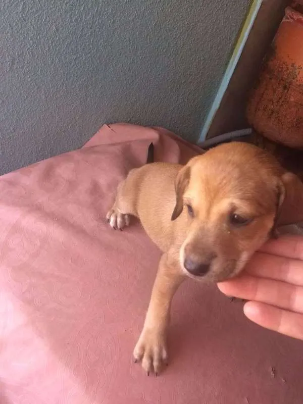 Cachorro raça vira lata idade 2 a 6 meses nome sem nome