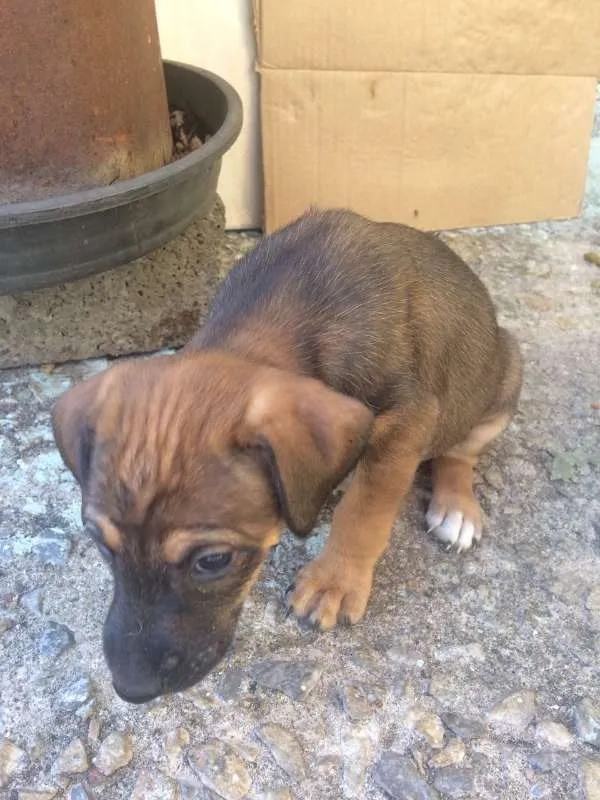 Cachorro raça vira lata idade 2 a 6 meses nome sem nome