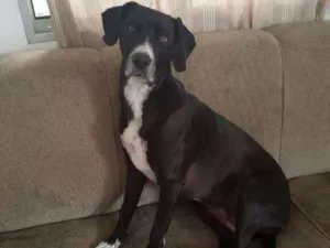 Cachorro raça Vira Lata idade 5 anos nome Mel