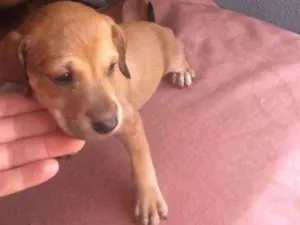 Cachorro raça vira lata idade 2 a 6 meses nome sem nome