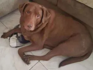 Cachorro raça Labrador idade 6 ou mais anos nome Spike