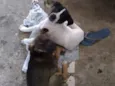 Albino e Jorge