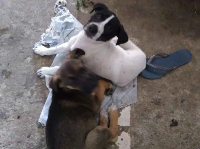 Cachorro ra a vira lata idade 2 a 6 meses nome Albino e Jorge