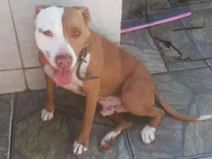 Cachorro raça Pitbull idade 3 anos nome Pirata