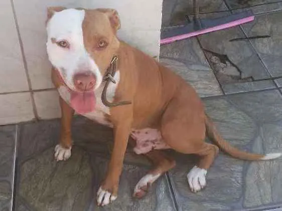 Cachorro ra a Pitbull idade 3 anos nome Pirata