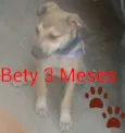 Bety