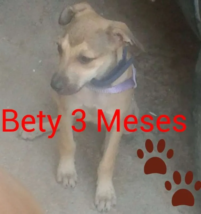 Cachorro ra a SRD idade 2 a 6 meses nome Bety