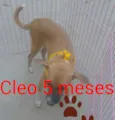 Cleo