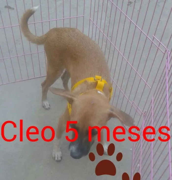 Cachorro ra a SRD idade 2 a 6 meses nome Cleo