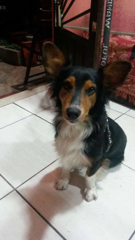 Cachorro ra a BUDER COLLIE idade 2 anos nome BILY