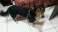 BILY
