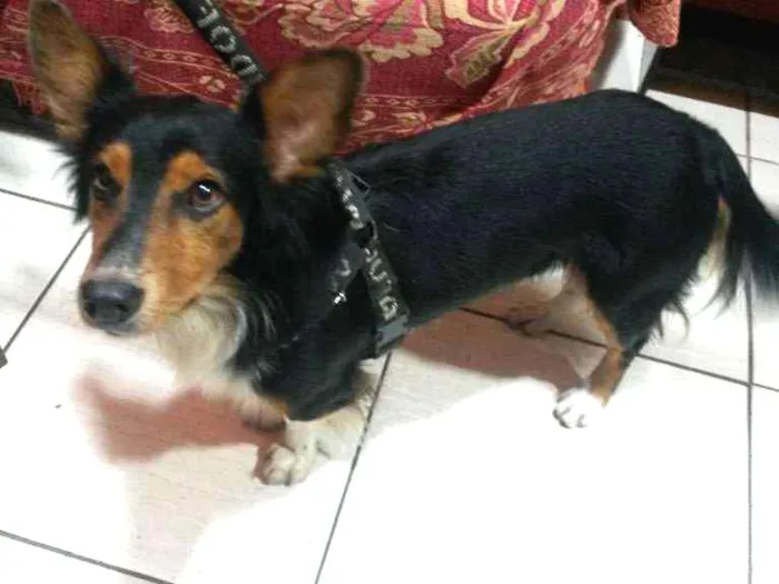 Cachorro ra a BUDER COLLIE idade 2 anos nome BILY