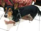 Cachorro raça BUDER COLLIE idade 2 anos nome BILY