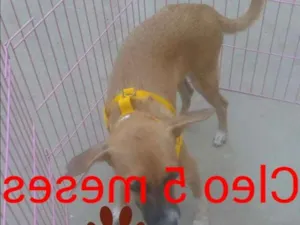 Cachorro raça SRD idade 2 a 6 meses nome Cleo