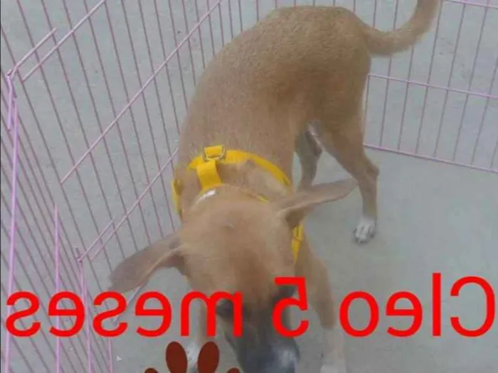 Cachorro ra a SRD idade 2 a 6 meses nome Cleo