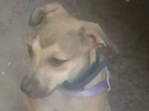 Cachorro raça SRD idade 2 a 6 meses nome Bety