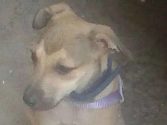 Cachorro ra a SRD idade 2 a 6 meses nome Bety