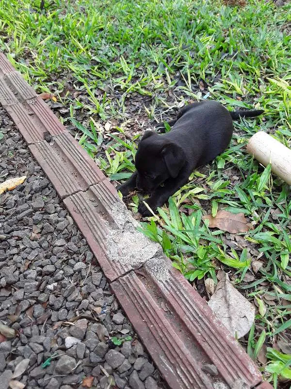 Cachorro ra a Vira lata idade Abaixo de 2 meses nome sem nome