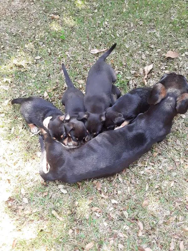 Cachorro ra a Vira lata idade Abaixo de 2 meses nome sem nome