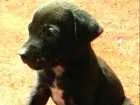 Cachorro raça mestiço labrador idade 2 a 6 meses nome marley